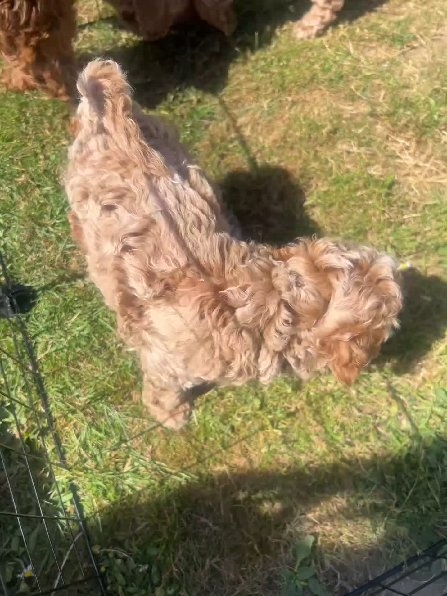 Cavapoo dogs for sale: 🐾 Beautiful F1b Cavapoo Puppies 🐾 - Video 1