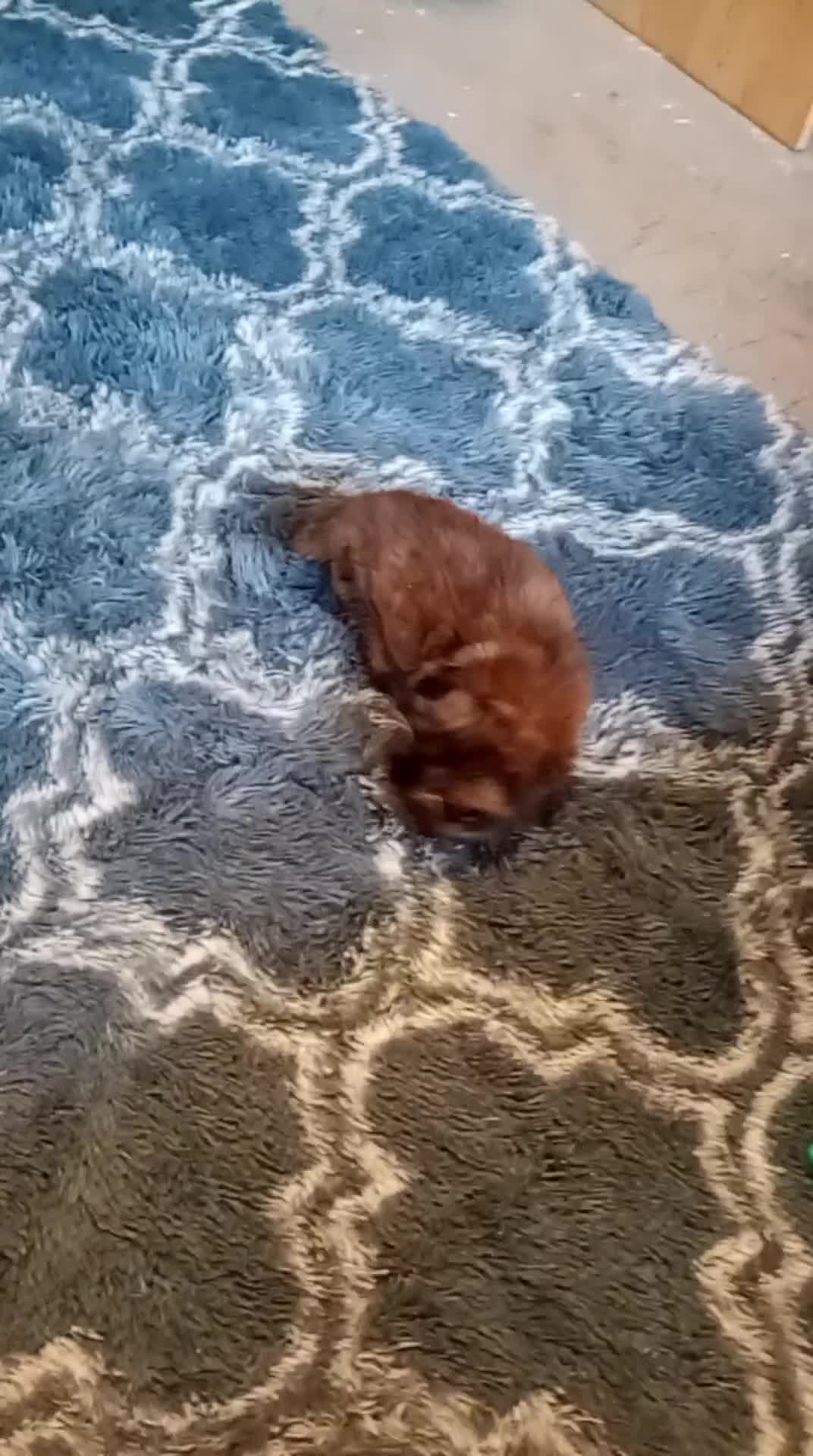 Mixed Breed cats for sale: Fully kitten  - Video 2