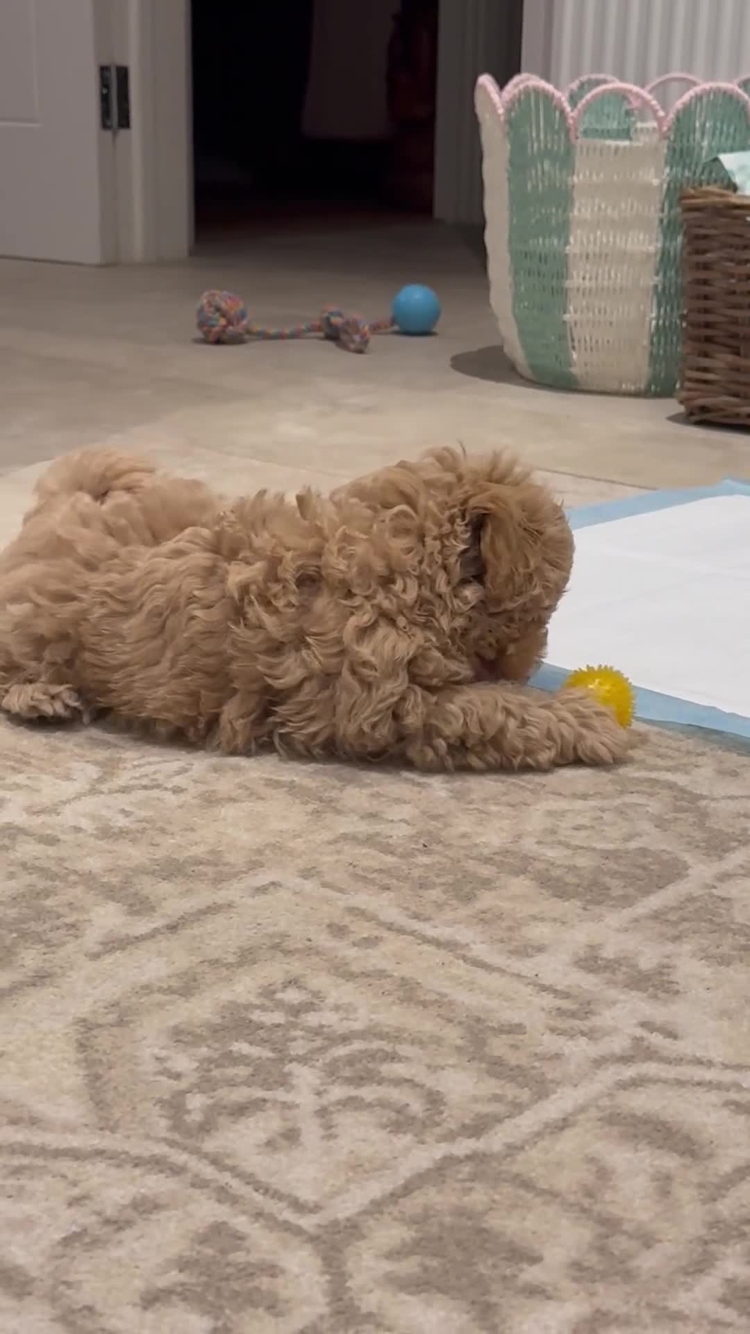 Maltipoo dogs for sale: Maltipoo - Video 1