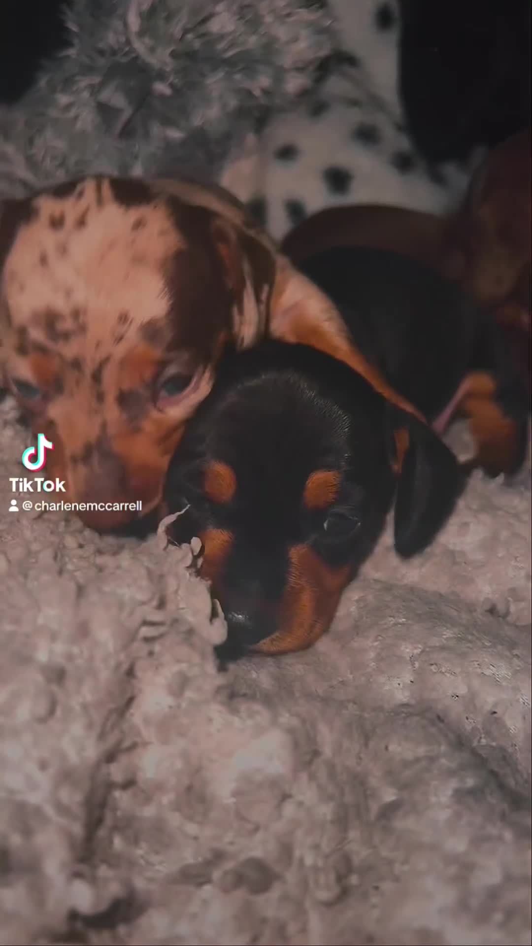 Miniature Dachshund dogs for sale: Miniature Dachshunds  - Video 2