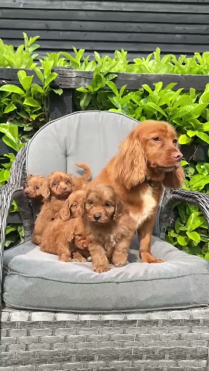 Cockapoo dogs for sale: Red cockapoo puppies  - Video 2