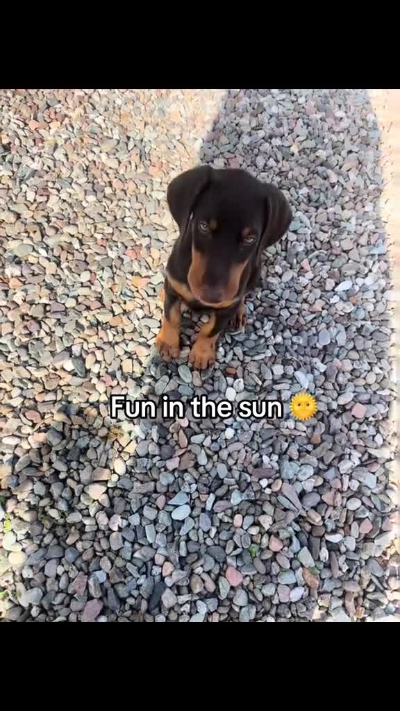 Dobermann dogs for sale: European Doberman puppies kc reg  - Video 2