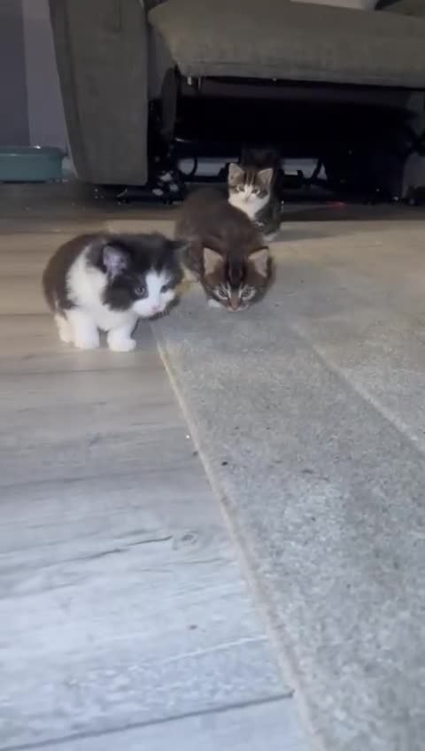 Mixed Breed cats for sale: Beautiful mix breed kittens - Video 1