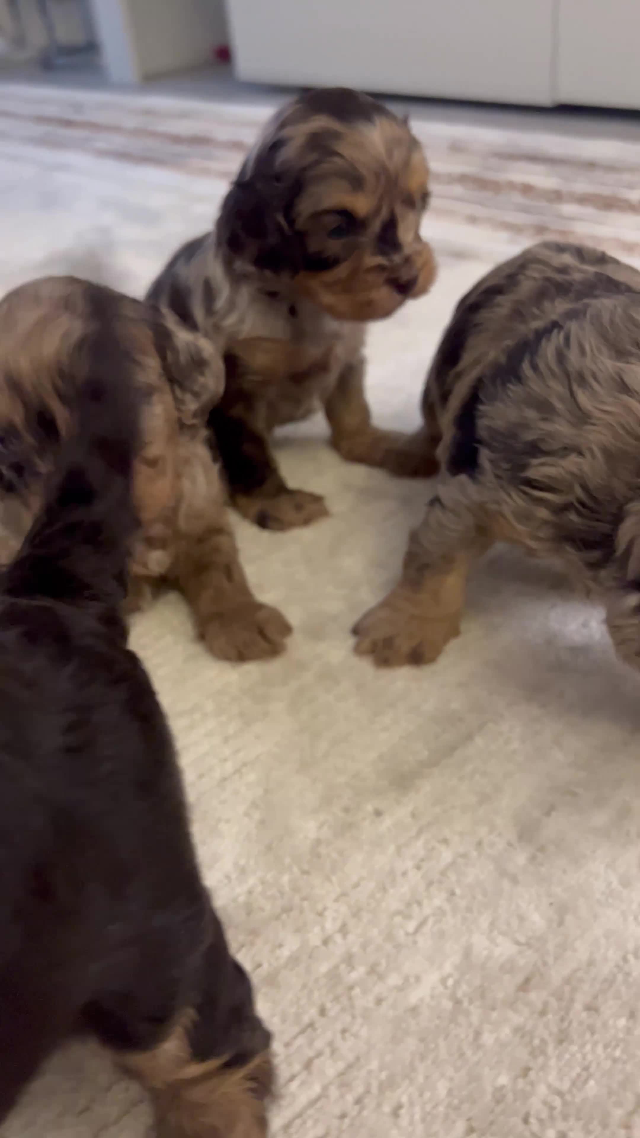 Cavapoo dogs for sale: ⭐️ ⭐️ 1 Rare Choc & Tan Female left! ⭐️ - Video 1