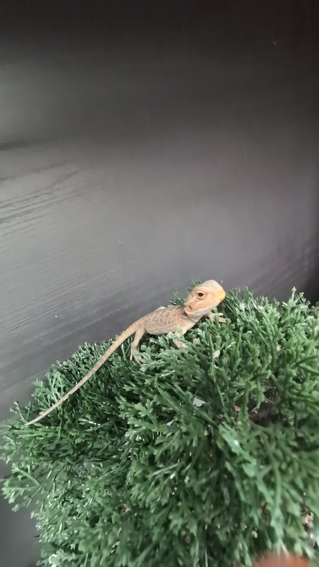 Bearded Dragon reptiles for sale: Hand tame in Pontypool - Video 1