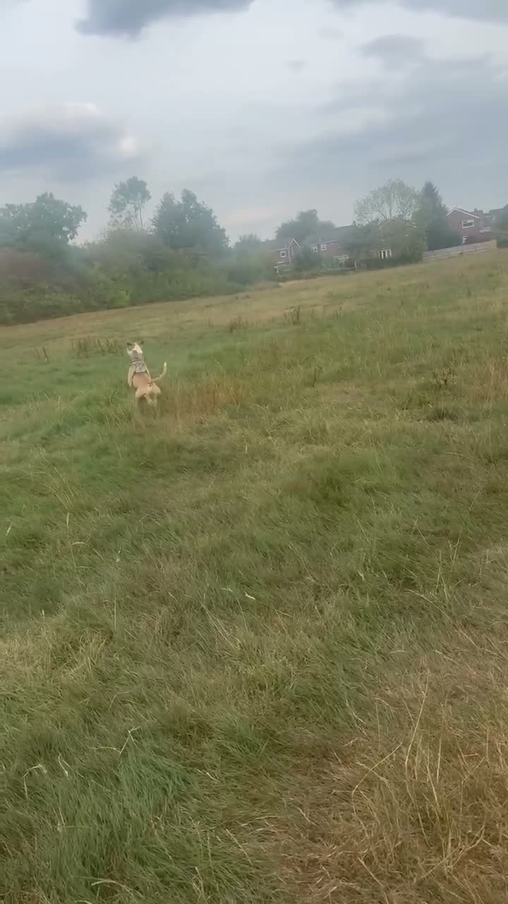 Mixed Breed dogs for sale: Two year old staffy cross free to the right home  - Video 2