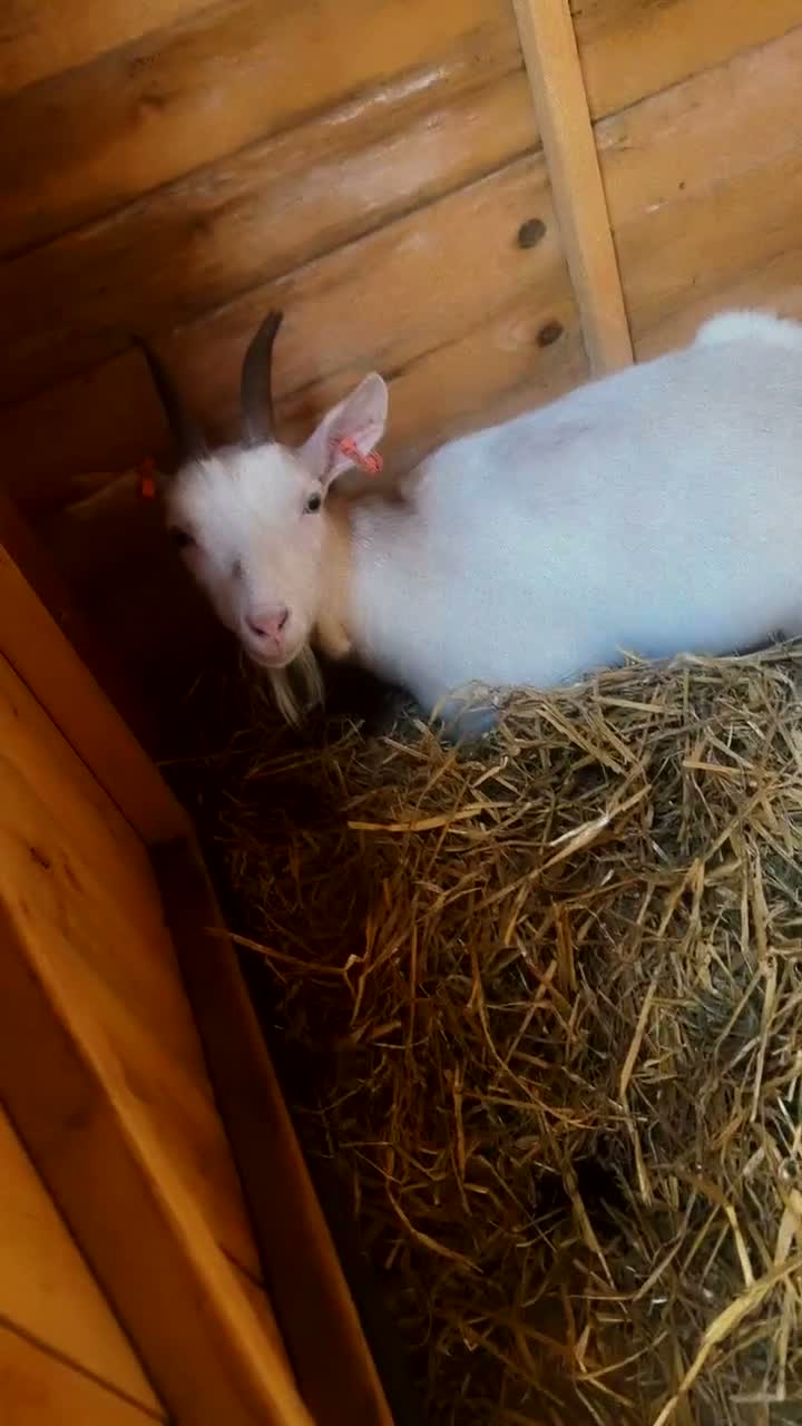 Goats livestock for sale: Pygmy goats 1 Billy 1 nanny in Barnsley - Video 1