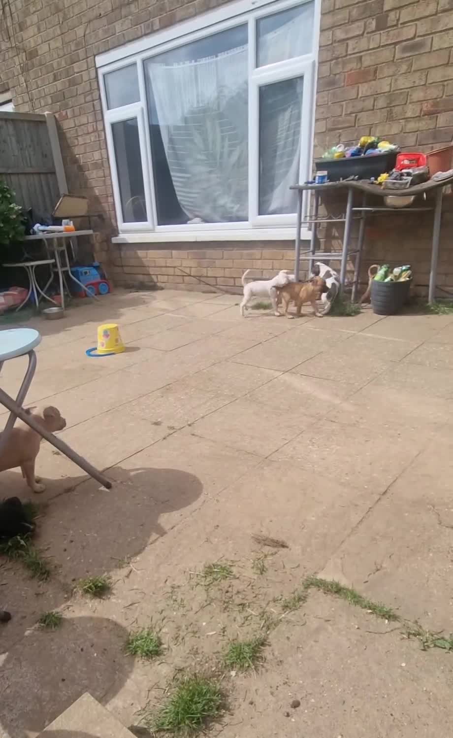 Mixed Breed dogs for sale: 🐾 Beautiful Puppies Available to Reserve 🐾 - Video 1