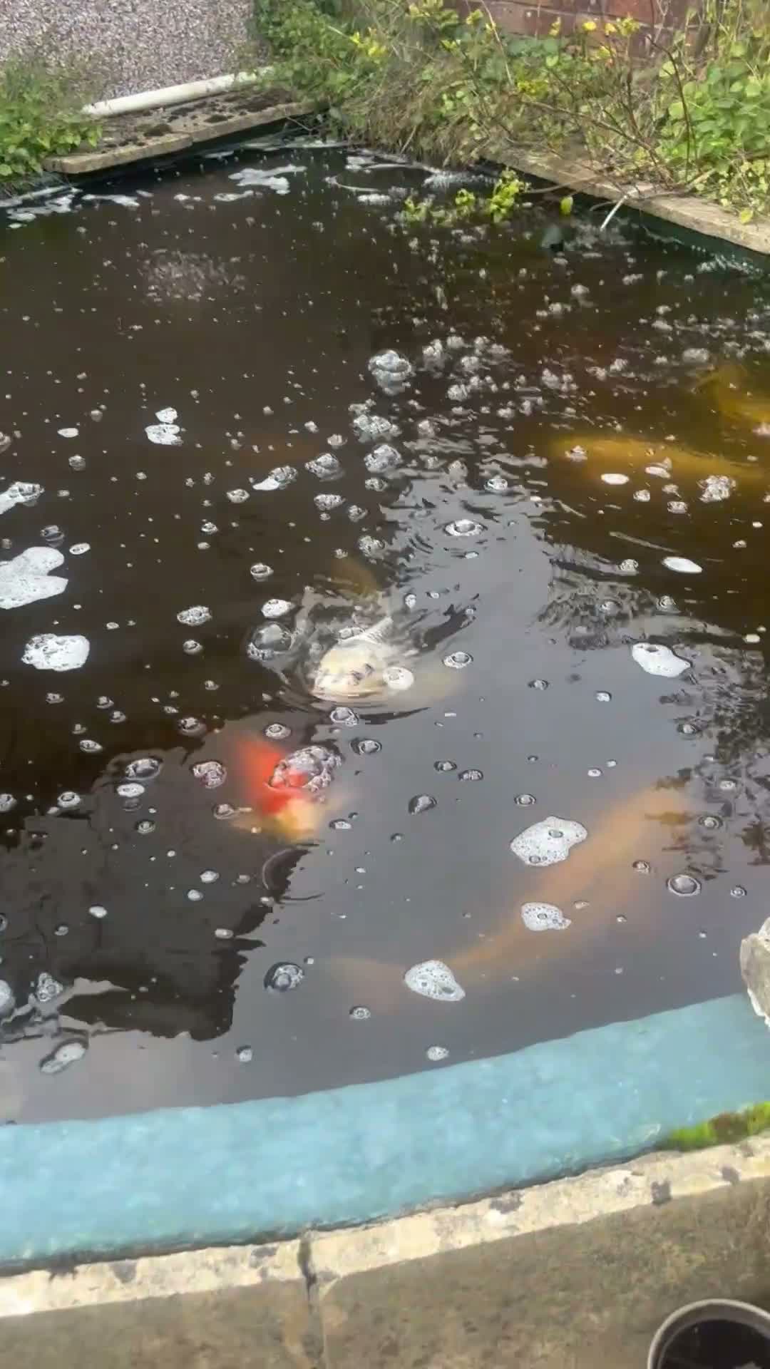 Koi Carp fish for sale: Closing Pond - Video 1