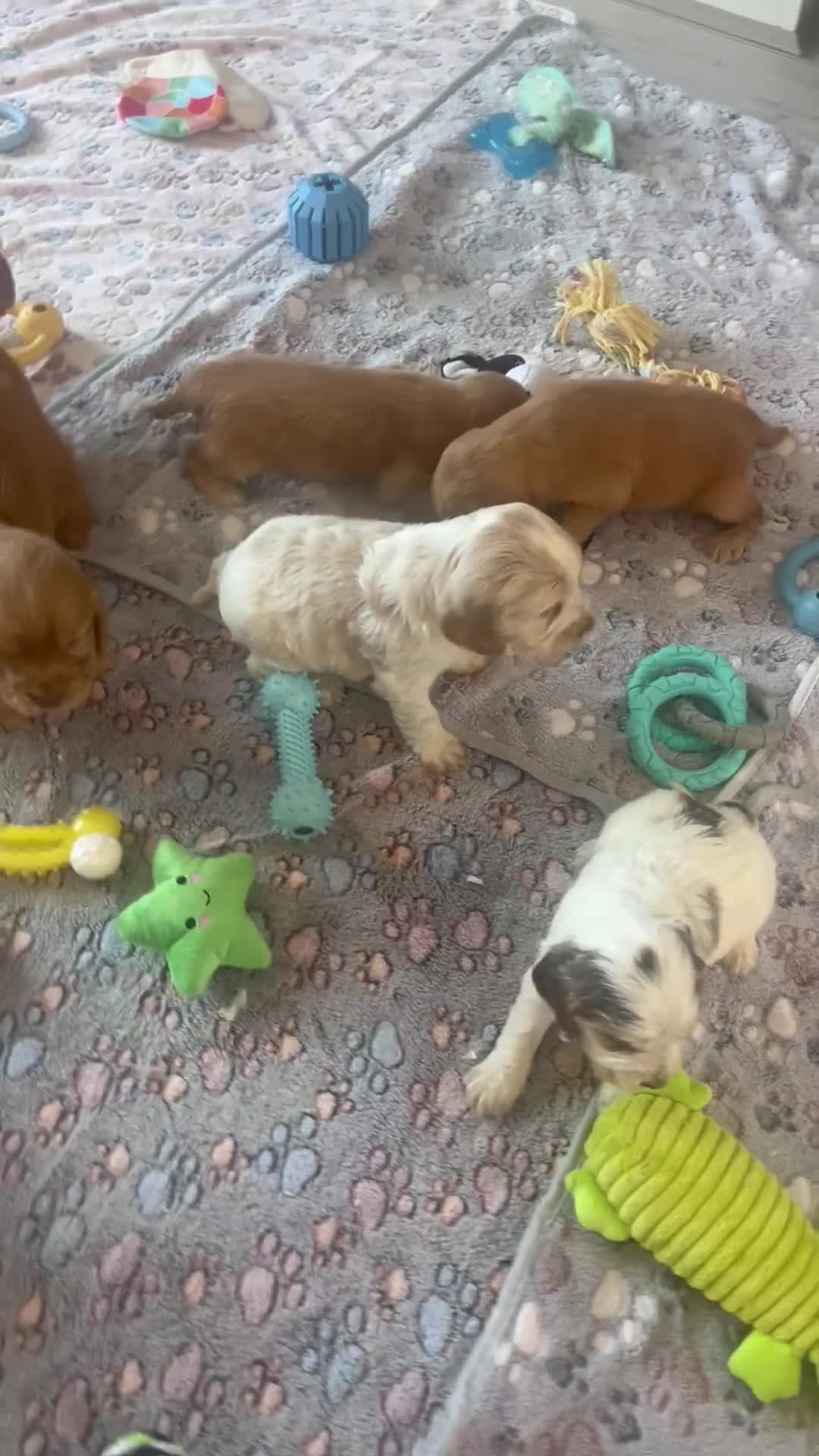 Cocker Spaniel dogs for sale: Fabulous show type KC reg health tested.   - Video 2