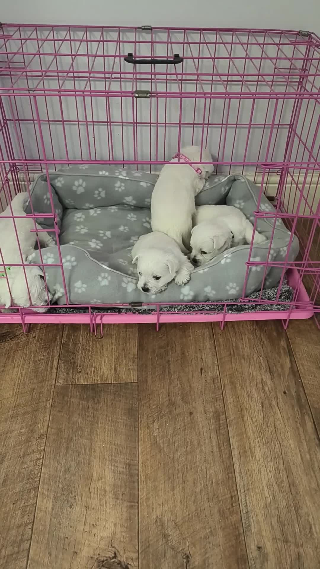 West Highland Terrier dogs for sale: Beautiful healthy litter of westie puppies  - Video 1