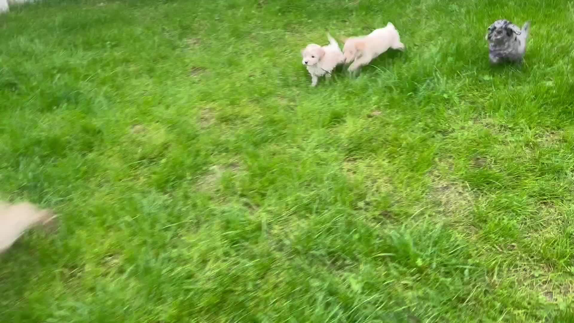 Cockapoo dogs for sale: Outstanding Toy Cockapoo pups  - Video 1