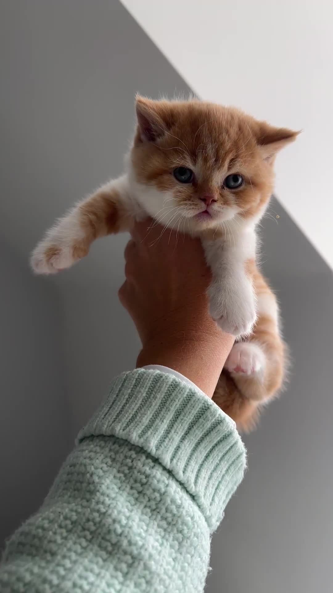 British Shorthair cats for sale: Chunky Red and White British Shorthair TICA - Video 1