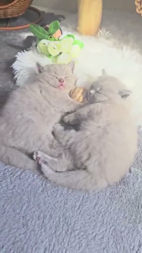 British Shorthair cats for sale: British Shorthair Male Kittens - Video 2
