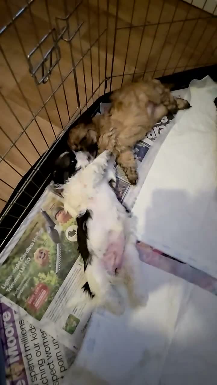 Malshi dogs for sale: Malshi puppies for sale in Crymych - Video 2