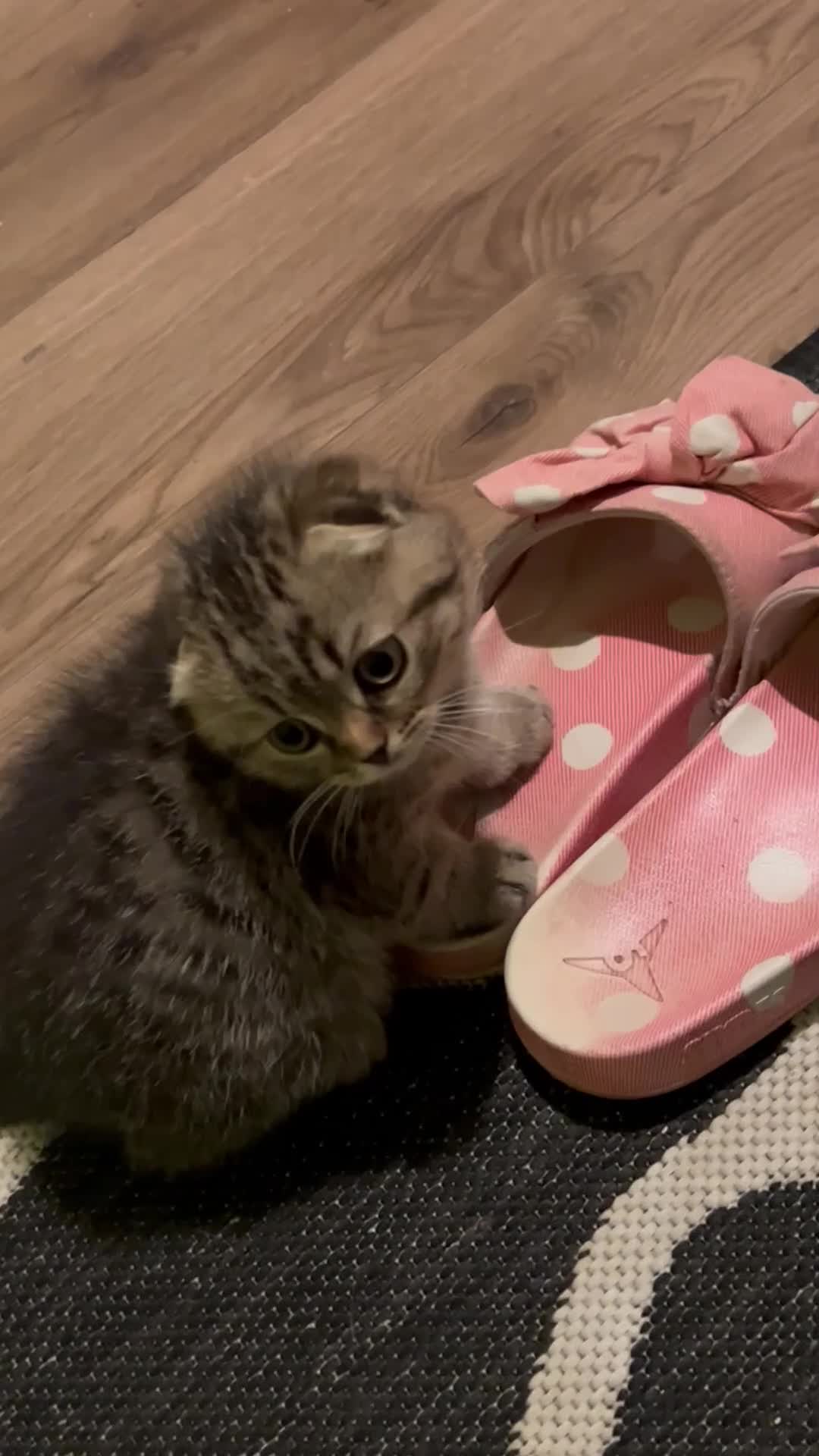 Scottish Fold cats for sale: Adorable Scottish Fold Baby Boy - Video 1