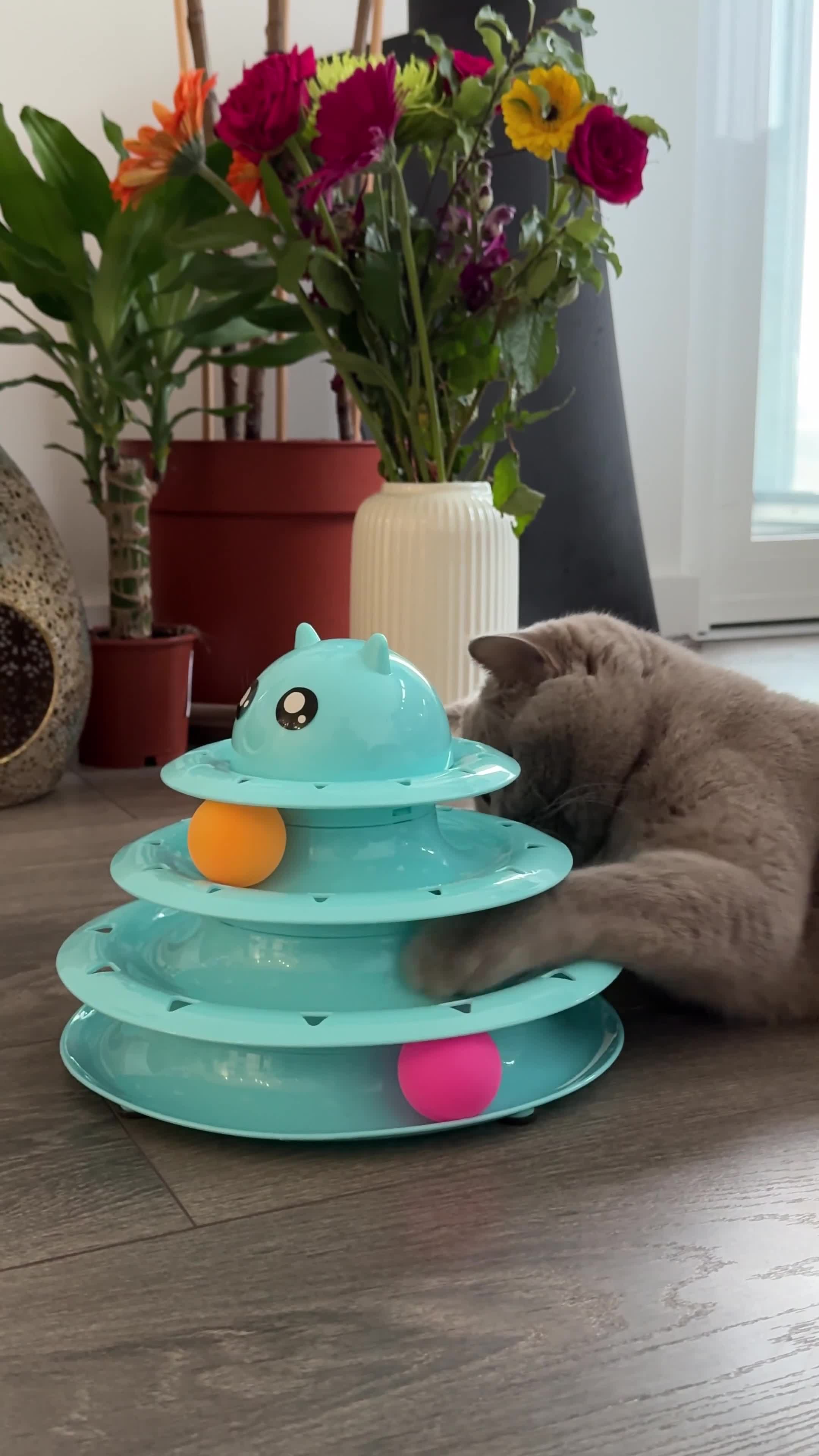 British Shorthair cats for sale: Beautiful Lilac Scottish Straight Female  in Manchester - Video 1