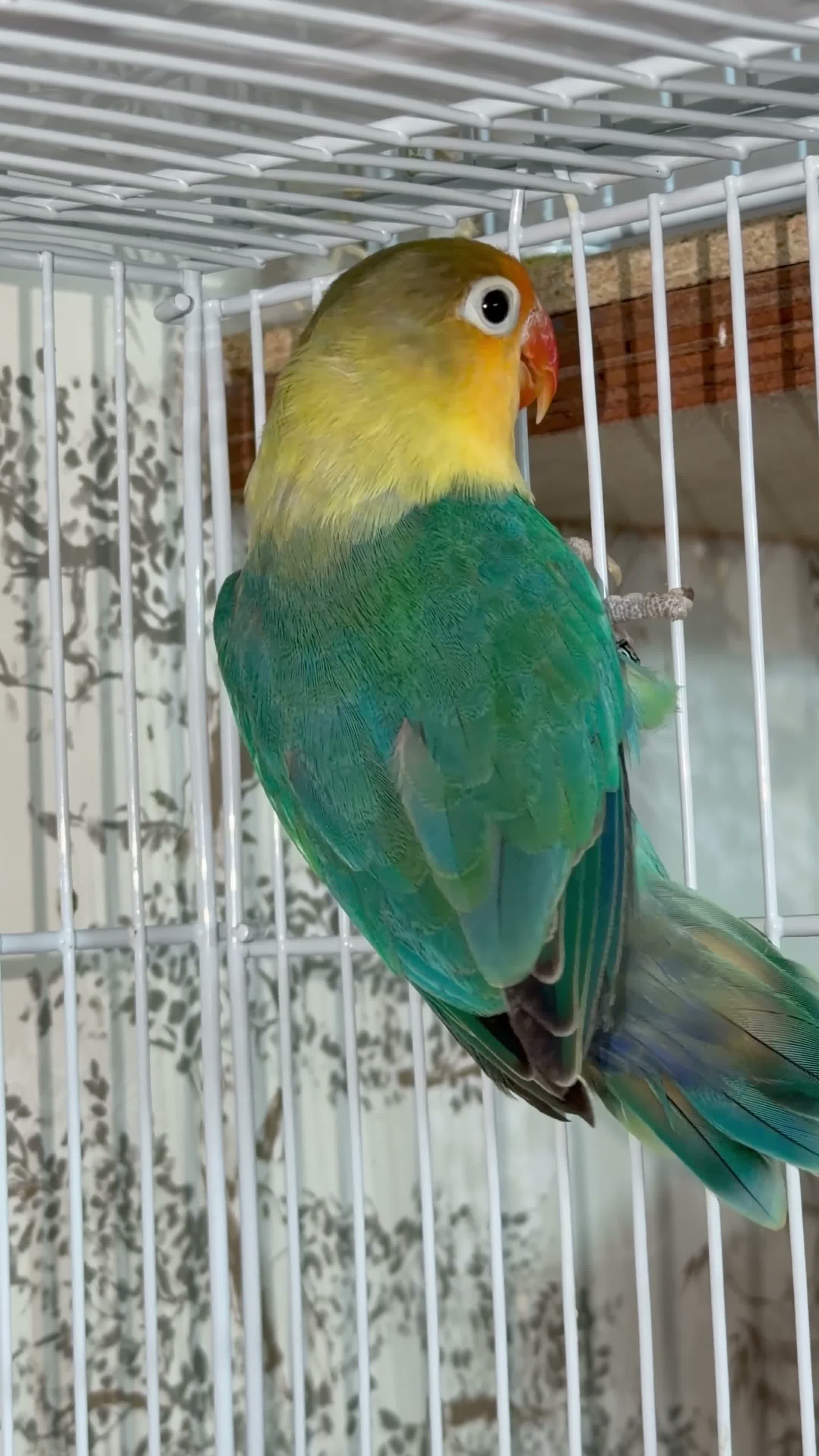Lovebirds birds for sale: Lovebirds pairs, males and more for rehoming  in Sevenoaks - Video 3