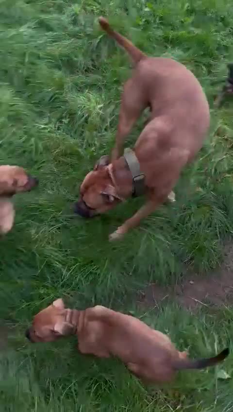 Mixed Breed dogs for sale: Beautiful Ridgeback Staffy x Rottweiler Puppies - Video 3