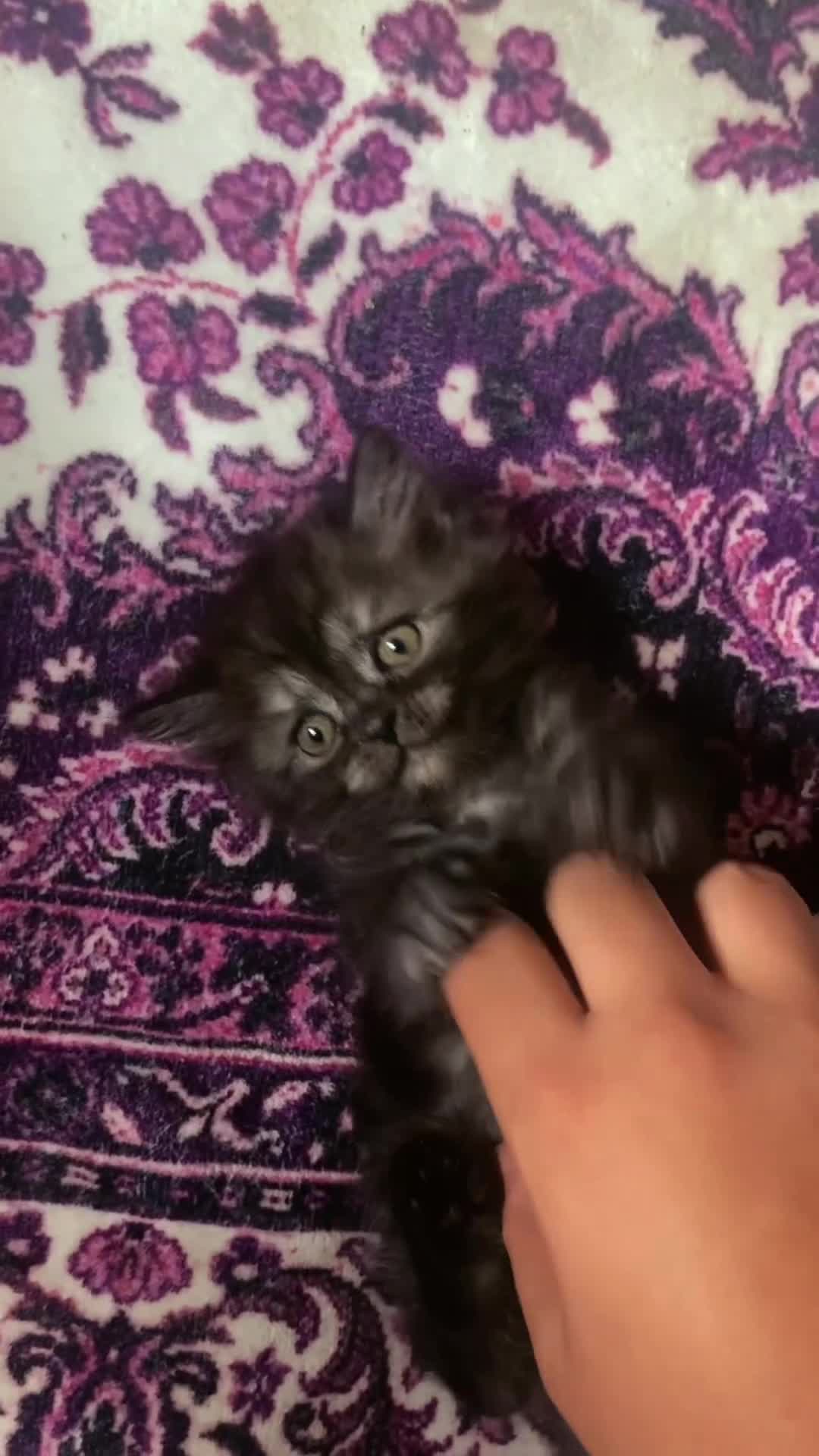 Persian cats for sale: Beautiful Persian kitten - Video 1