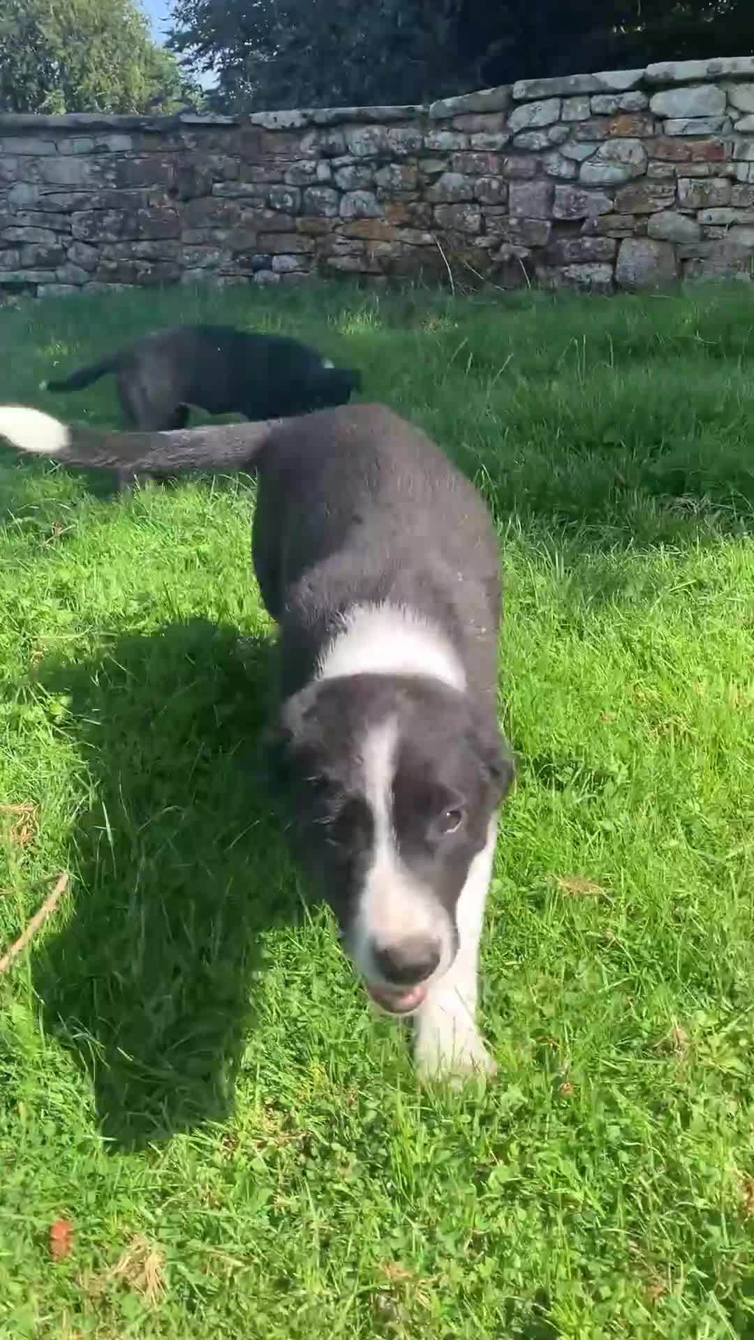 Smooth Collie dogs for sale: Male Collie Pup - Video 1