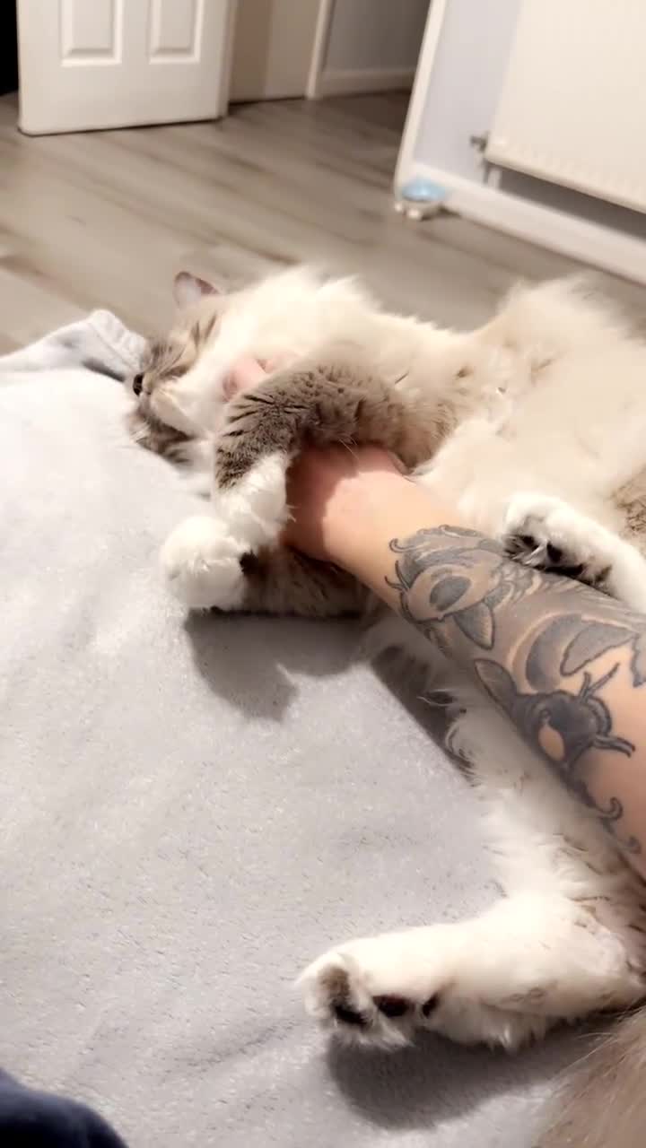 Ragdoll cats for sale: Loving Indoor Cat Duo Seeking Their Forever Home  - Video 1