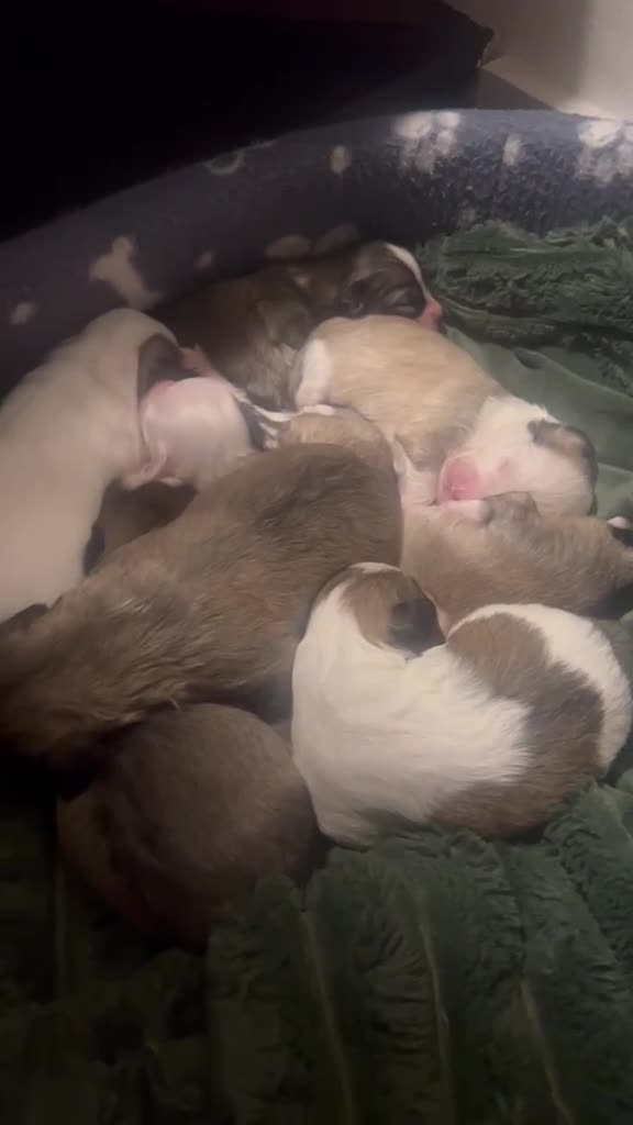 Maltipoo dogs for sale: Beautiful Rare Colour Sable Maltipoo Puppies - Video 1