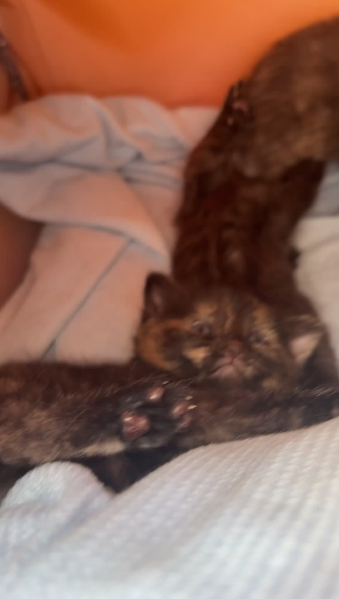 Mixed Breed cats for sale: Winnie and Dixie - Video 2