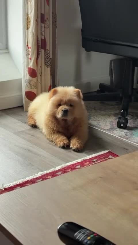 Chow Chow dogs for sale: Cream Chow Chow in Coventry - Video 2