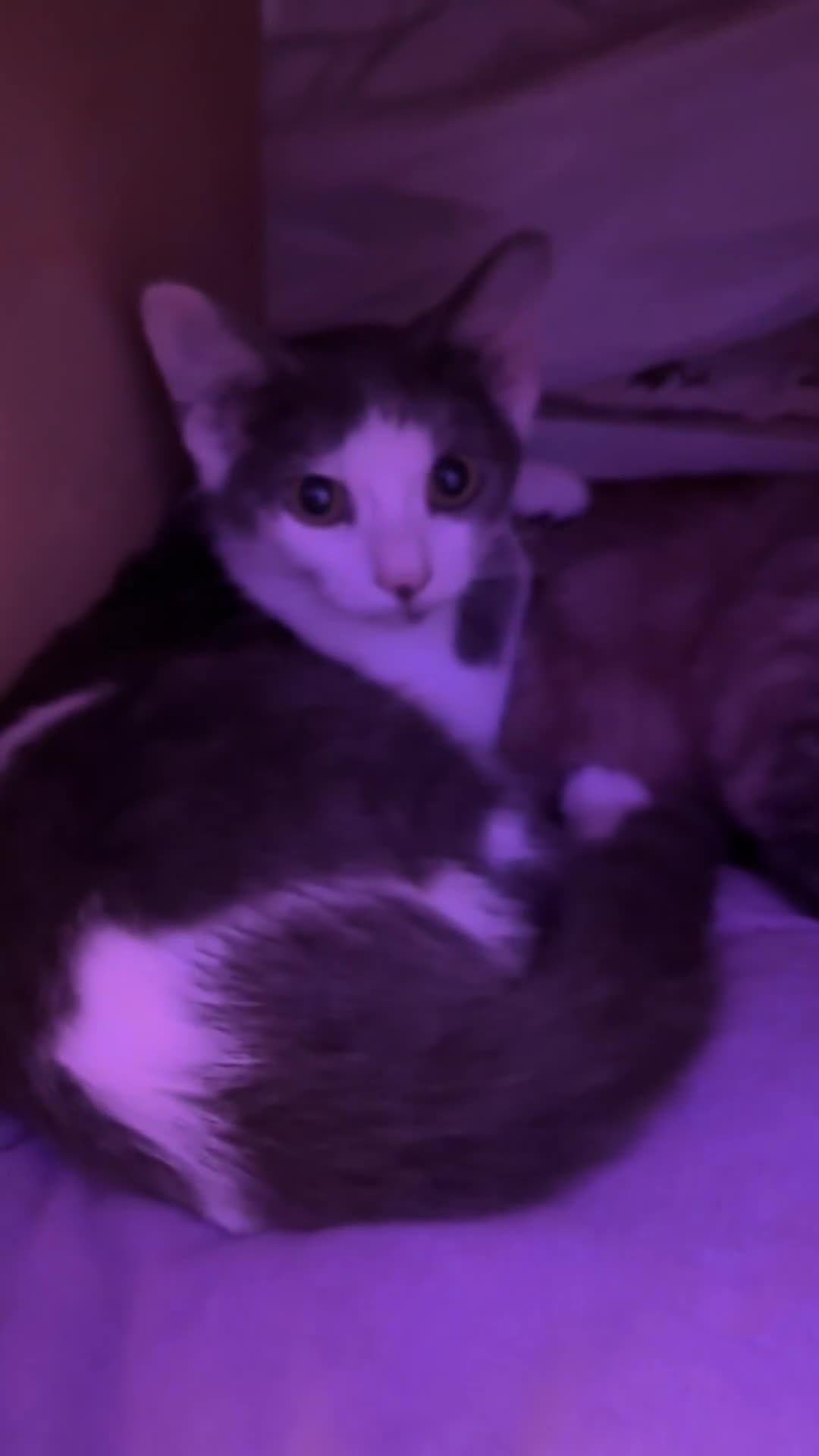 LaPerm cats for sale: Mixed breed blue and white kittens - Video 2