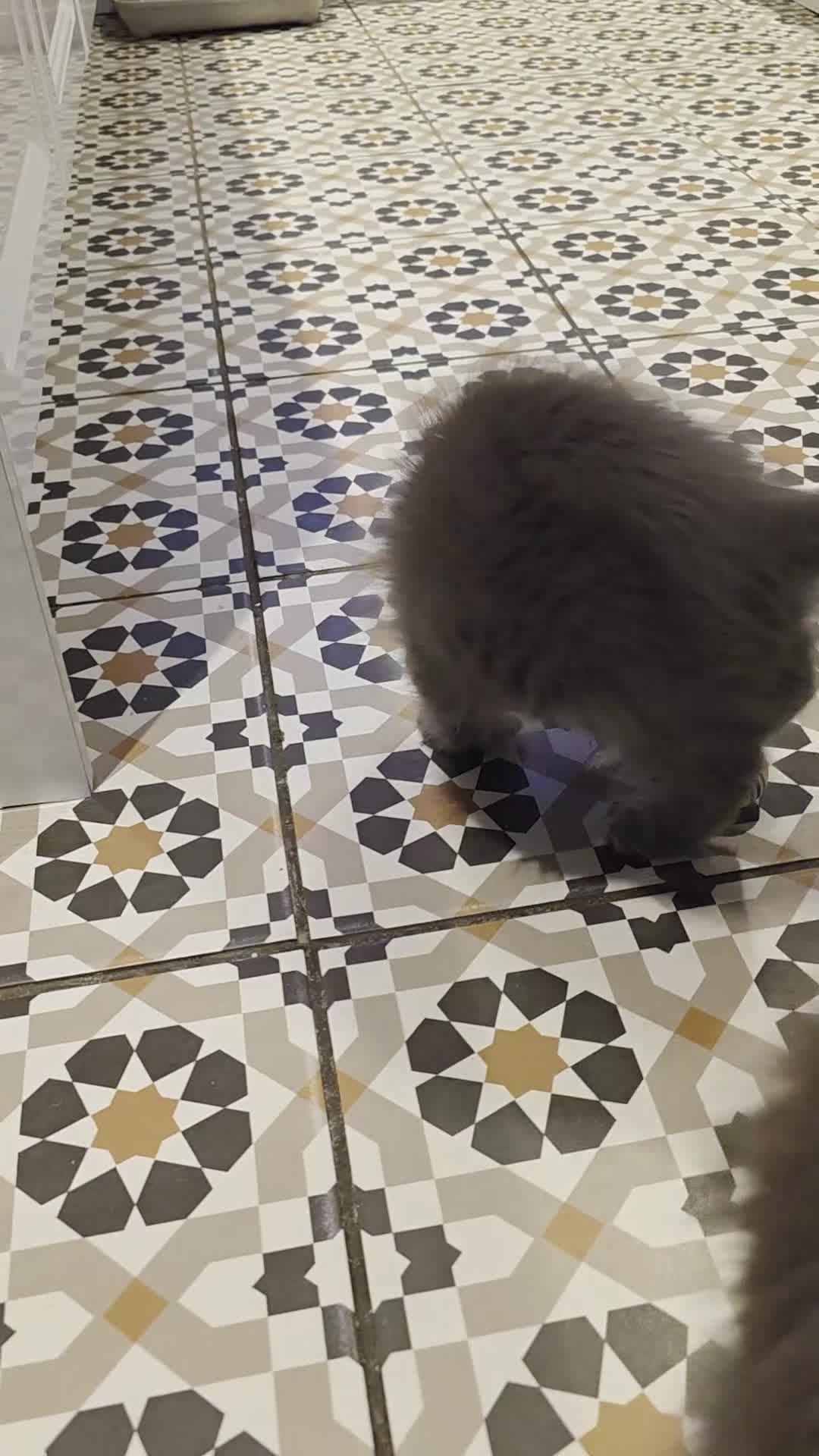 Maine Coon cats for sale: Maine coon polydactyl pedigree kittens  - Video 1