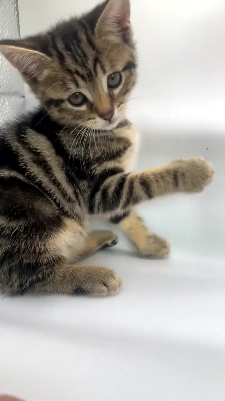 Pixie Bob cats for sale: Pixie bob girl  - Video 2