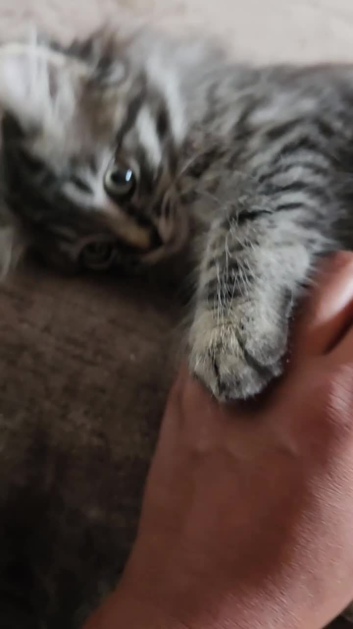 Ragdoll cats for sale: 3 beautiful fluffy ragdoll kittens - Video 1