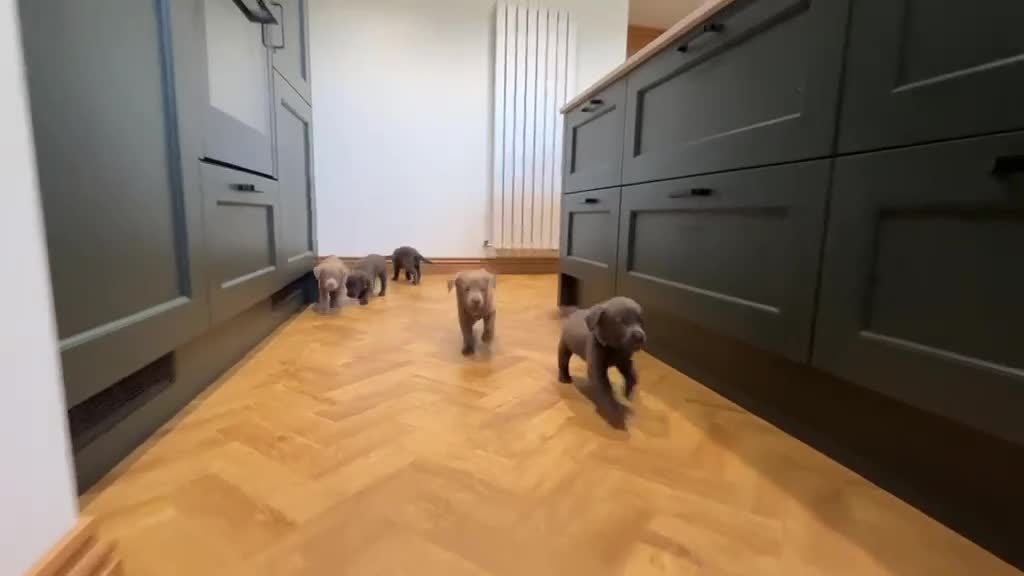 Labrador Retriever dogs for sale: ⭐Highest Health Tested Silvers & Charcoals⭐  - Video 1