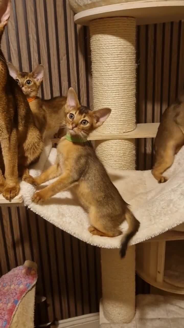 Abyssinian cats for sale: Pure Abyssian kittens ❤️ - Video 2