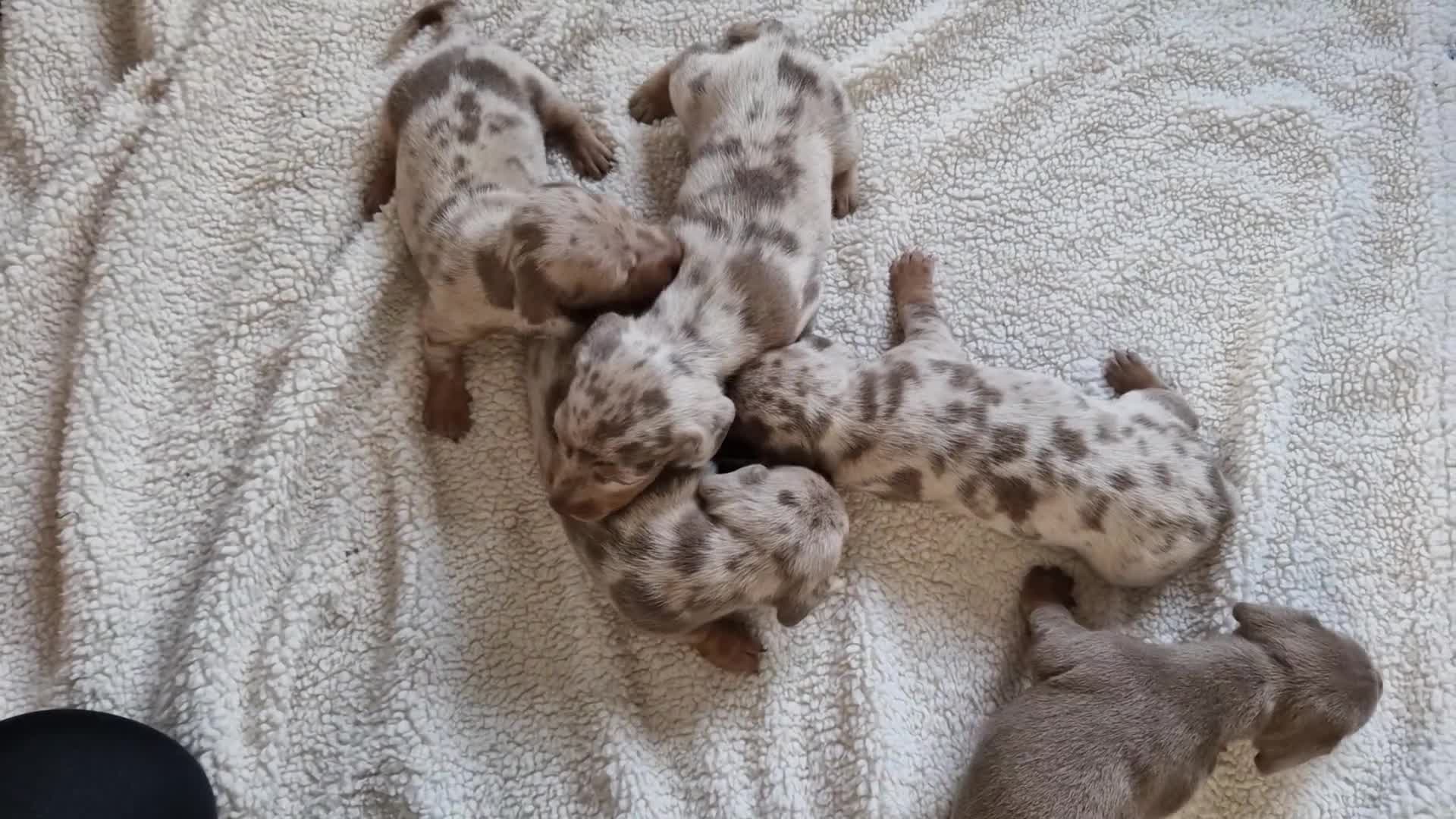 Miniature Dachshund dogs for sale: 5 Miniature Dachshunds  - Video 2