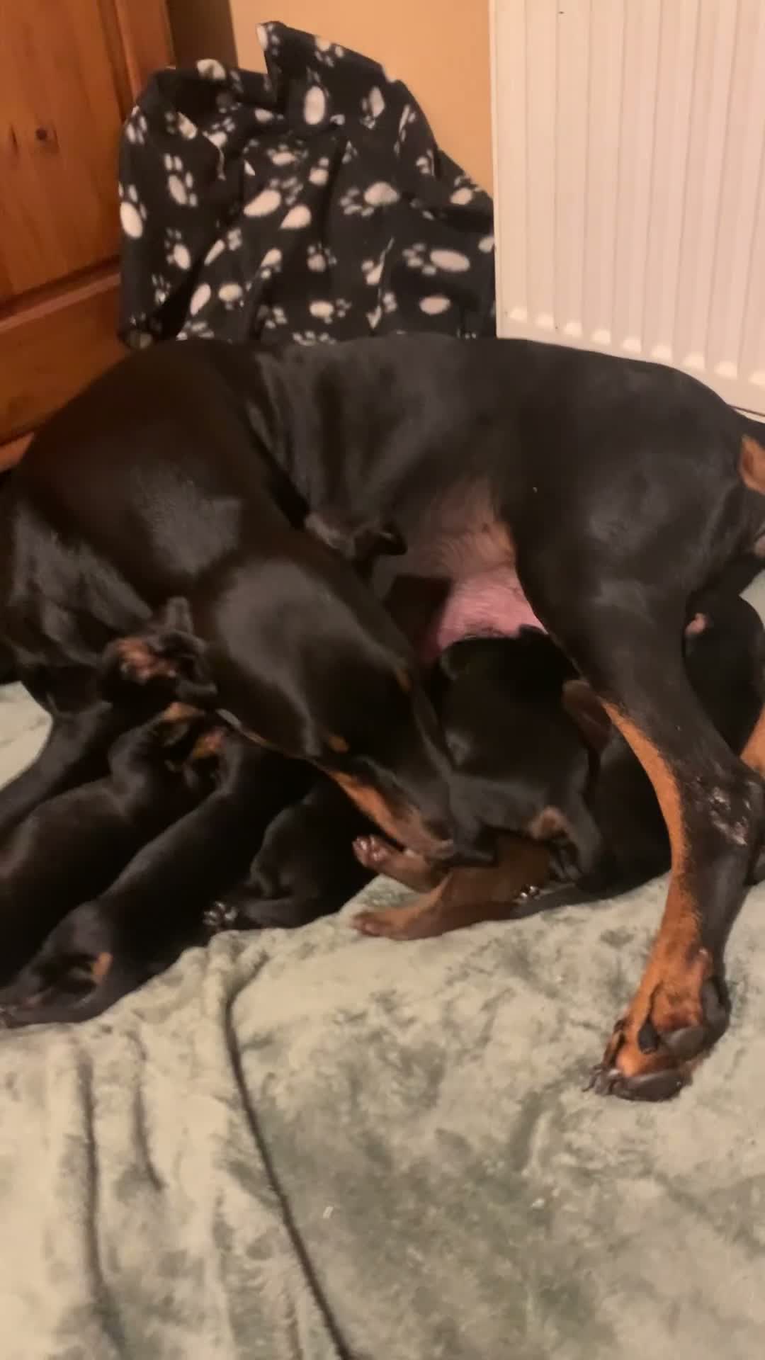 Dobermann dogs for sale: KC Registered Doberman puppies  - Video 1