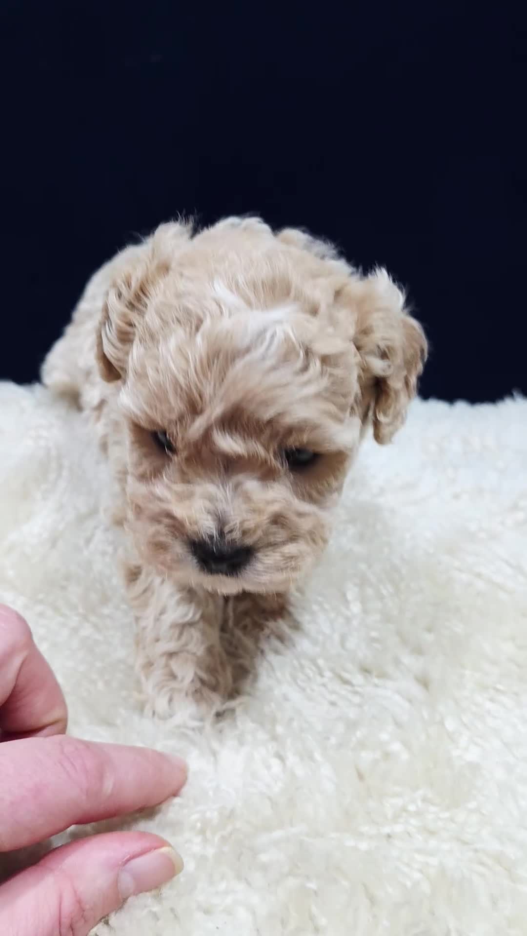 Maltipoo dogs for sale: F1B Maltipoo Puppies, Toy Size, Hypoallergenic, - Video 1