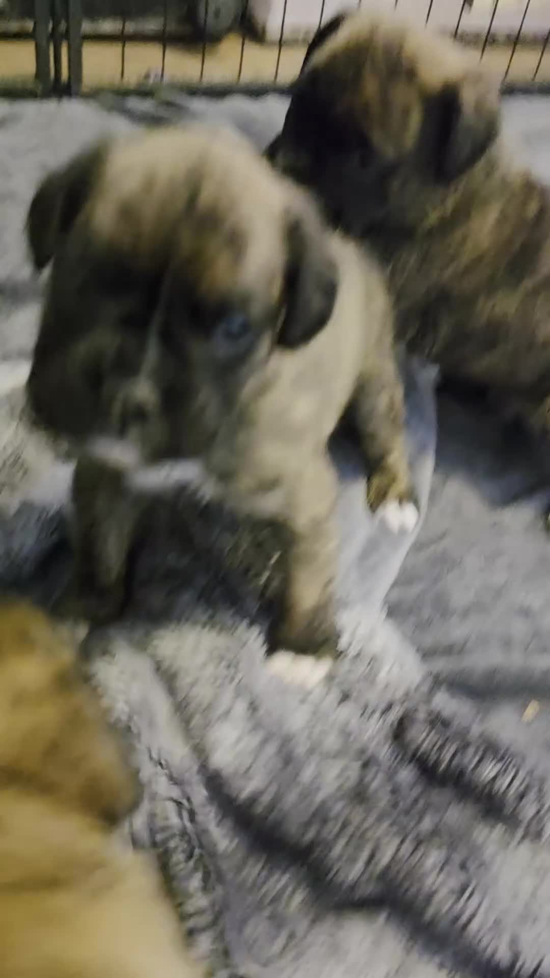 Boxer dogs for sale:  1 brindle girl kc reg come take a look x - Video 1