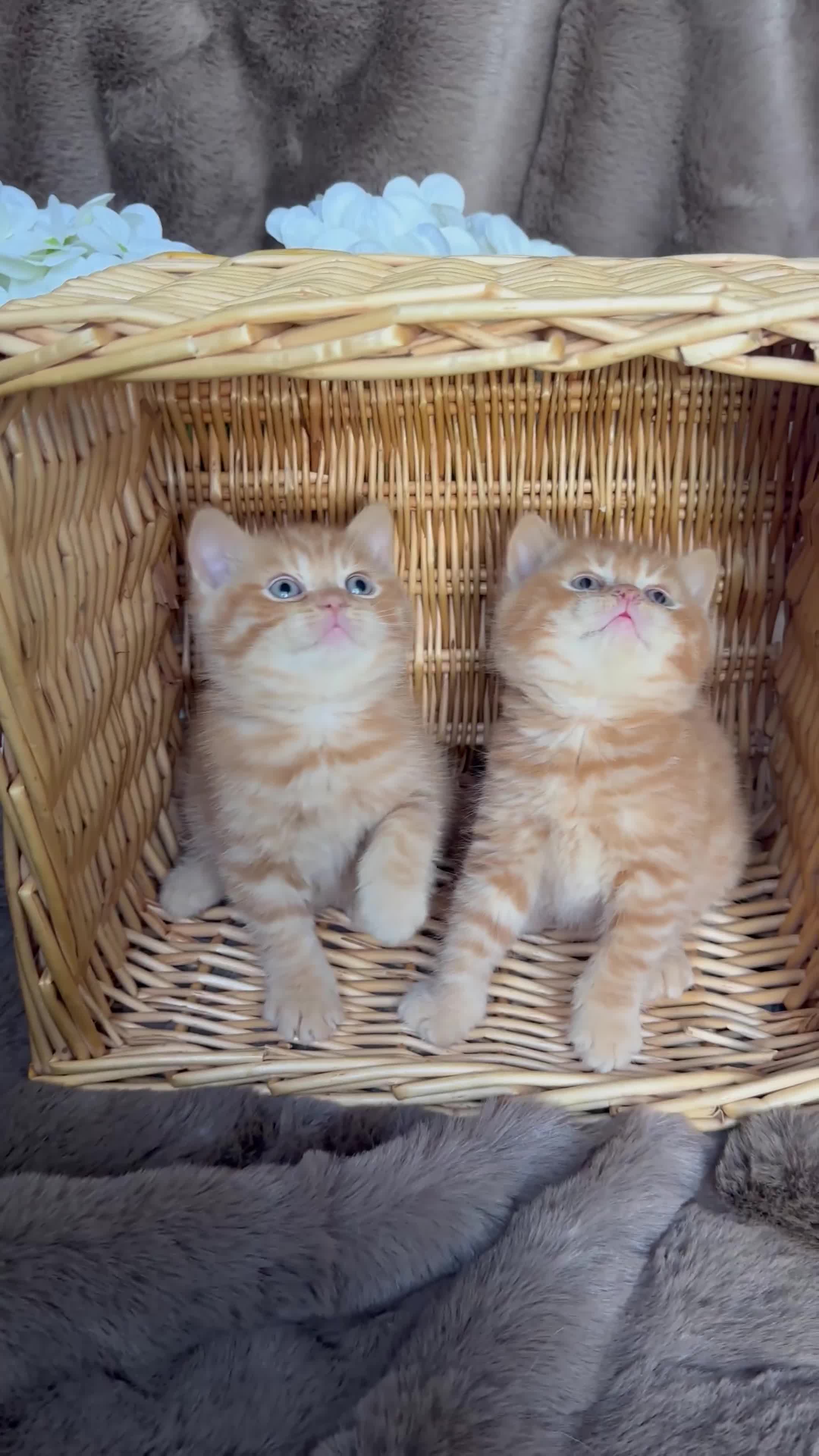 British Shorthair cats for sale: Tica reg 🌈 10colours British shorthair kittens  - Video 1