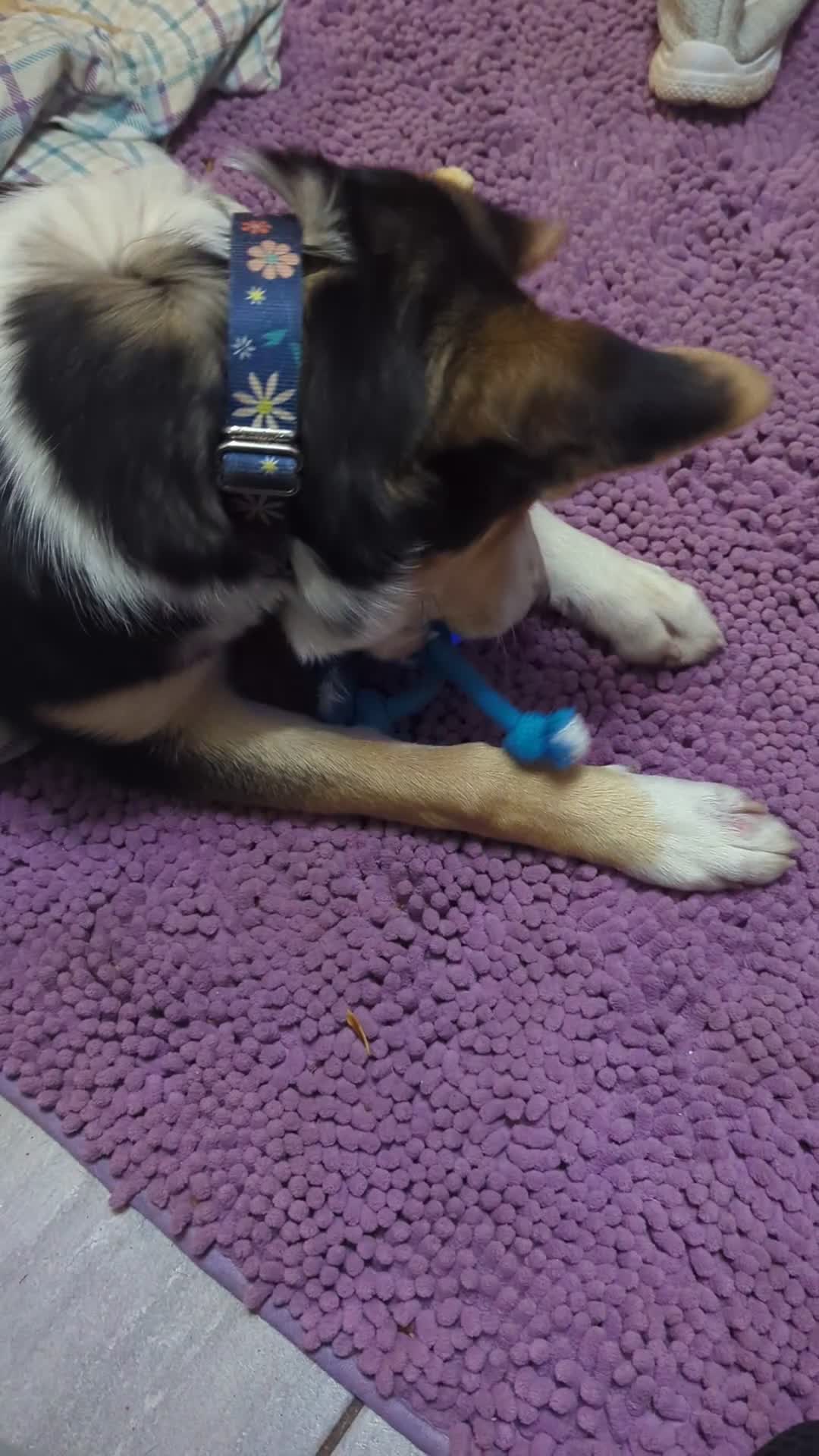 Mixed Breed dogs for adoption: ESSIE  - Video 2