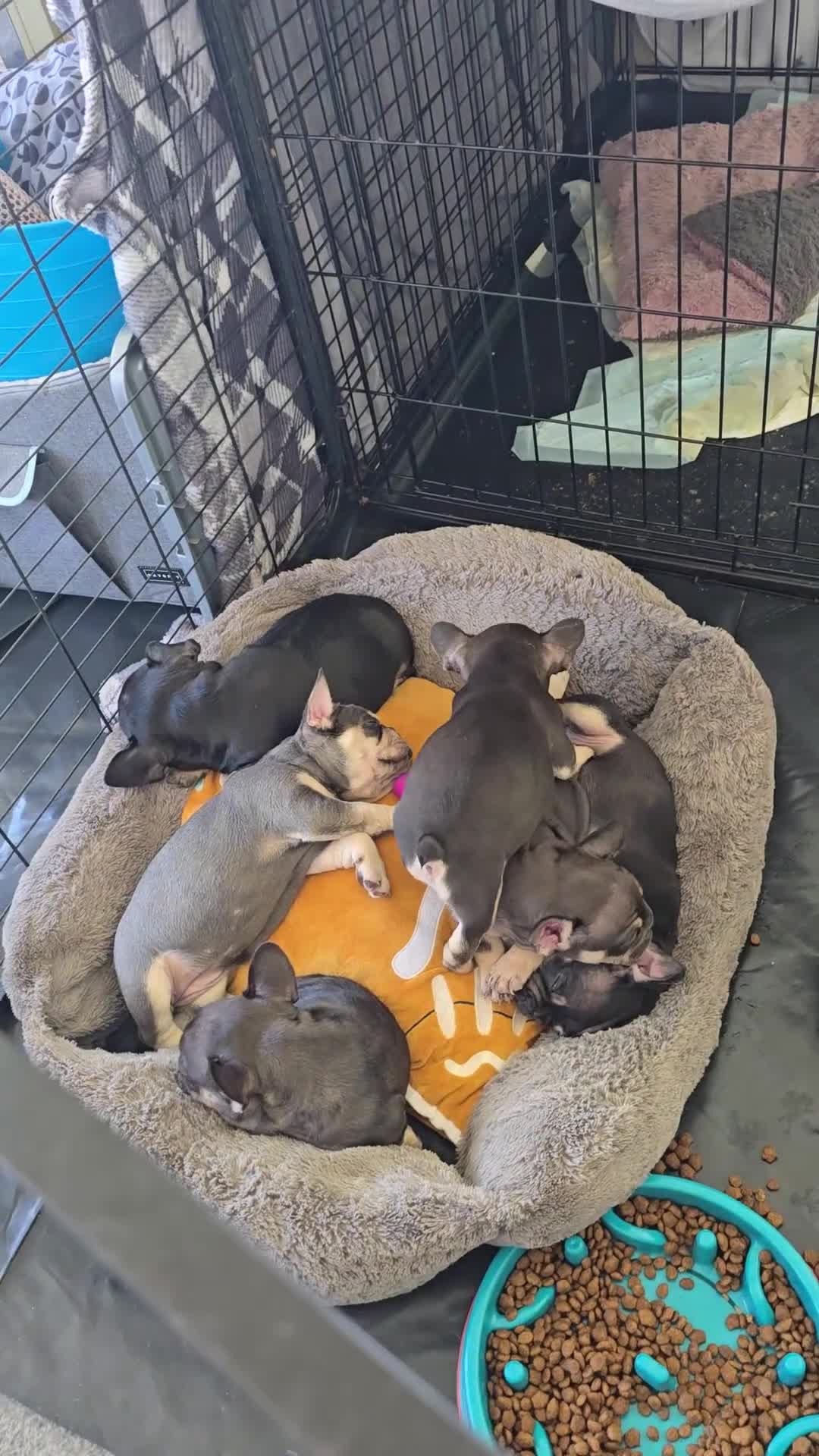 French Bulldog dogs for sale: French bulldog dog puppies  - Video 1