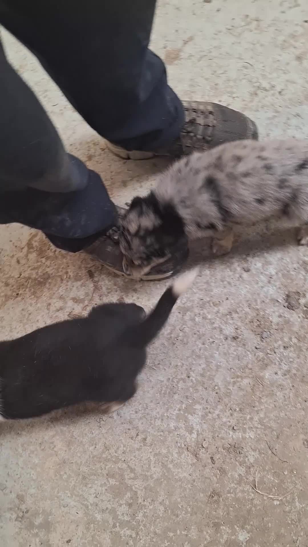 Mixed Breed dogs for sale: Retriever X Collie Pups - Video 3