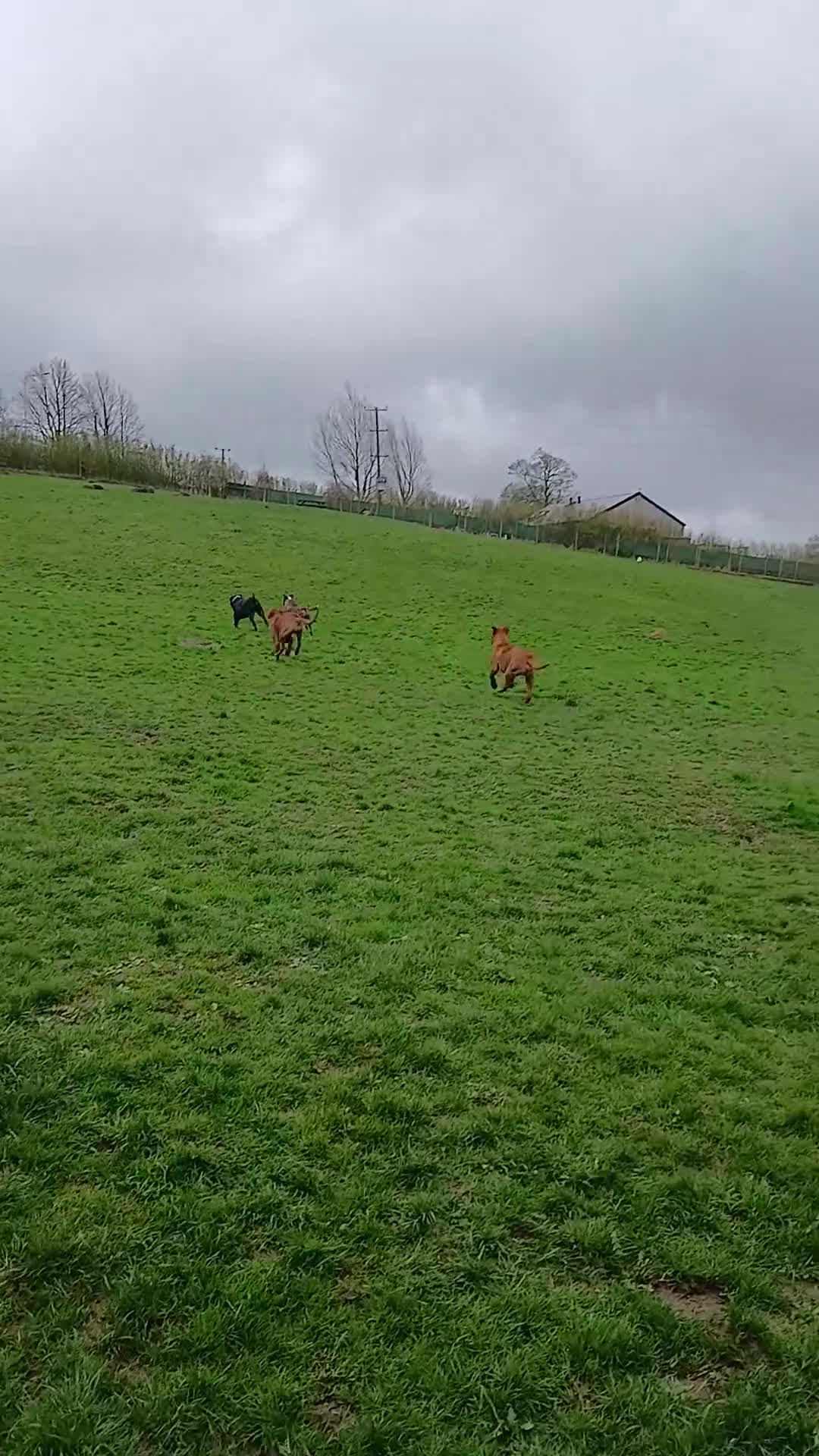 Mixed Breed dogs for sale: 14 month old rottweiler cross - Video 1