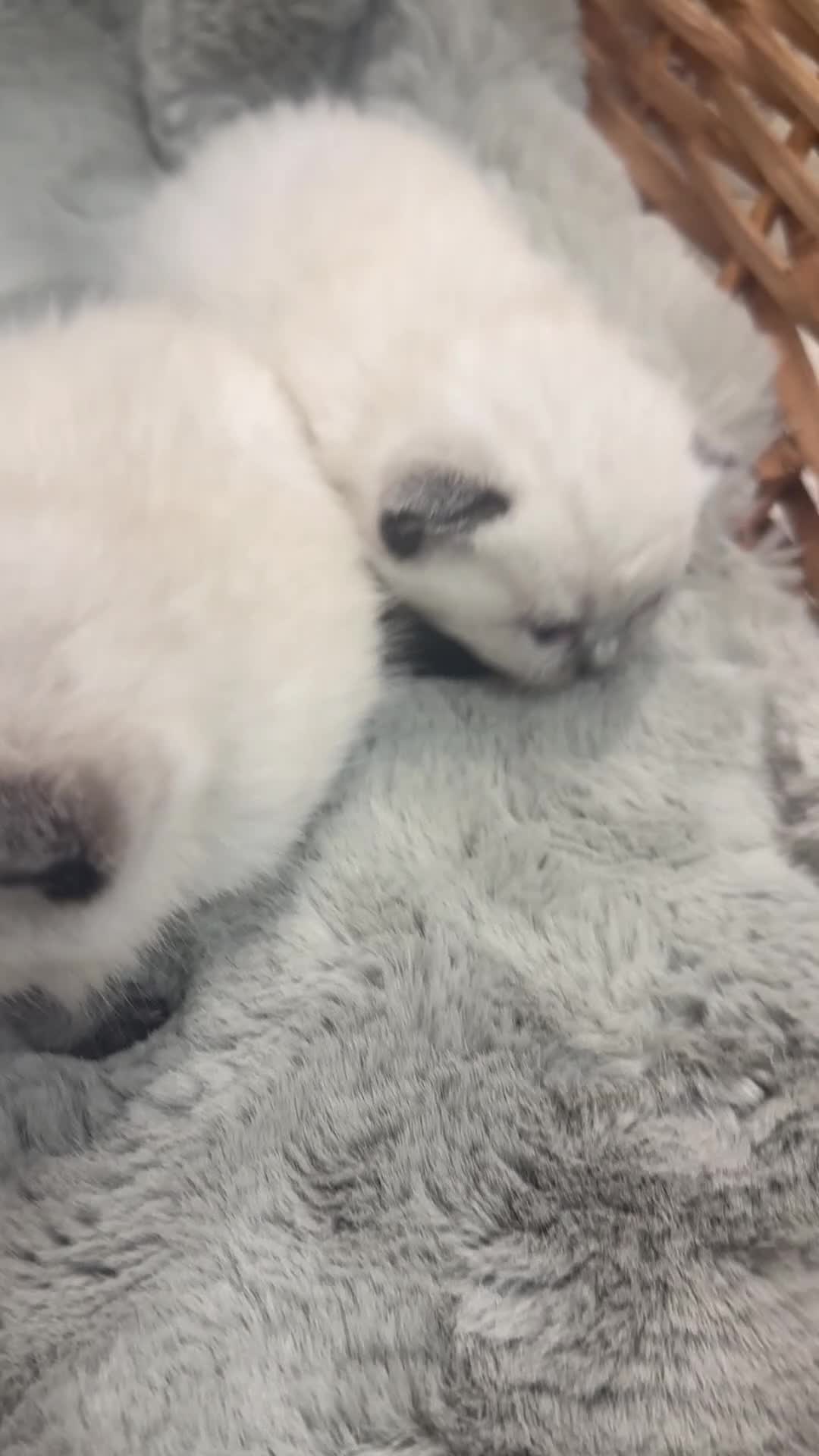 British Shorthair cats for sale: 2 Female 2 Male British Shorthaired kittens  - Video 2