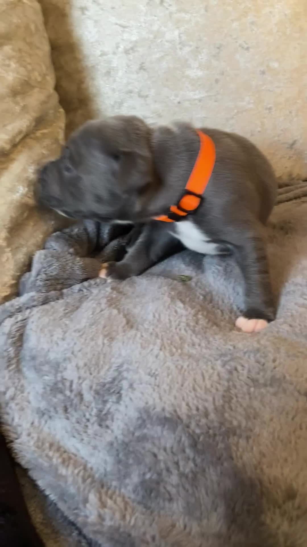 Staffordshire Bull Terrier dogs for sale: 7 beautiful blue Staffordshire bull terriers - Video 3