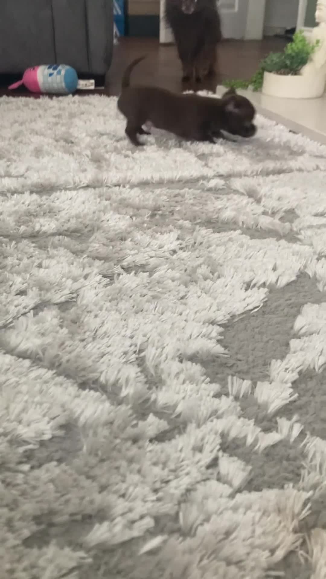 Chihuahua dogs for sale: Beautiful chocolate smooth coat chihuahua  in Middlesbrough - Video 2
