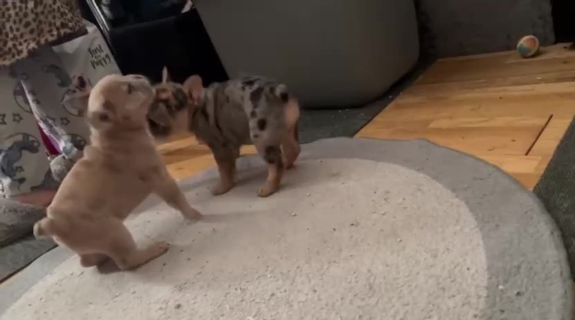French Bulldog dogs for sale: Merle french bulldogs puppies  - Video 2