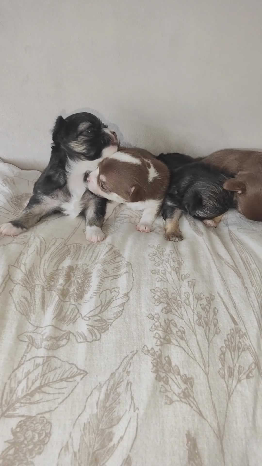 Chihuahua dogs for sale: 🌻Cute purebred chihuahua puppies🌻 - Video 1