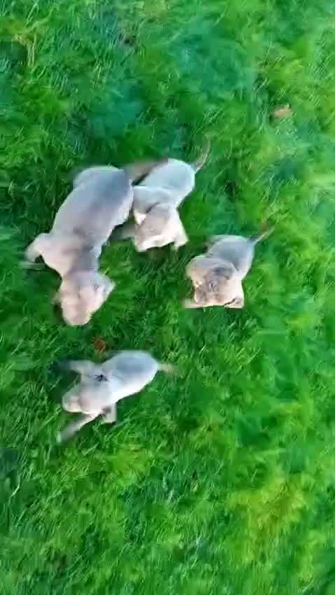 Staffordshire Bull Terrier dogs for sale: Blue Staffordshire bull terrier puppies in Birmingham - Video 1
